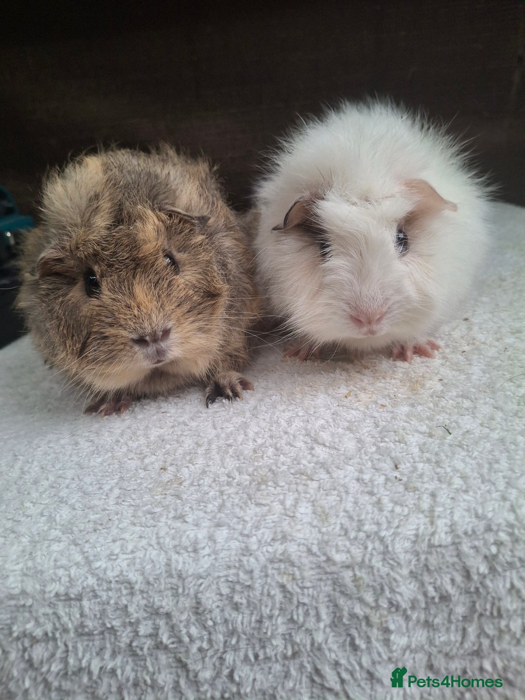 Guinea Pig rodents for sale: Baby Male Guineapigs  - Image 13
