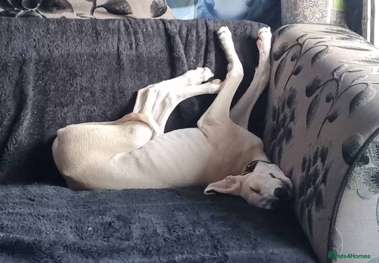 Mixed Breed dogs whippet Lurcher in Weston-super-Mare - Advert 4