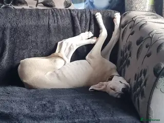 Mixed Breed dogs whippet Lurcher in Weston-super-Mare - Advert 4