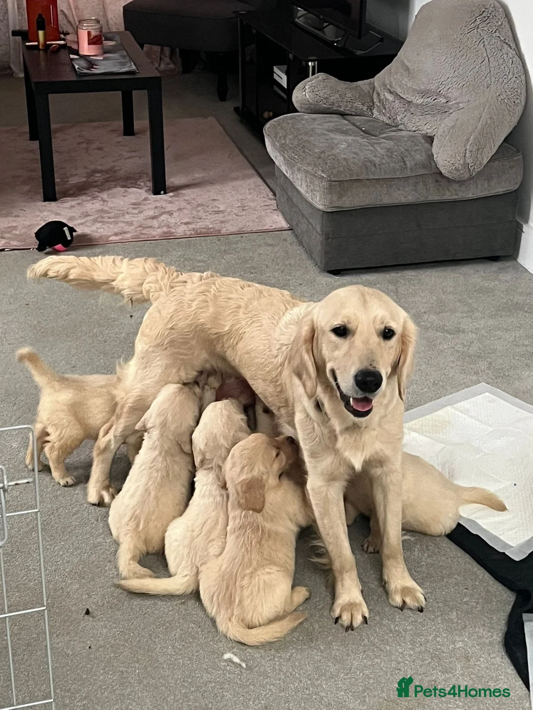 Golden Retriever dogs for sale: Golden retriever  - Advert 8