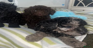 Miniature Poodle dogs - Advert 16
