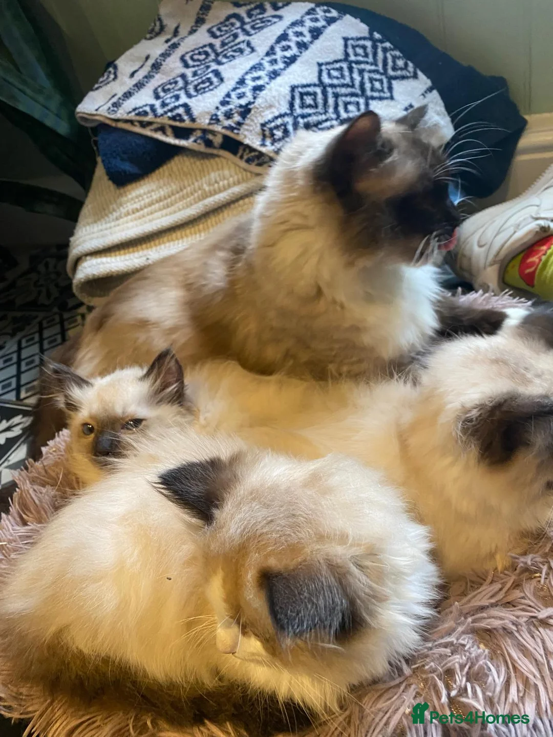 Ragdoll cats for sale: 3x stunning GCCF reg ragdolls remanding.   - Advert 12