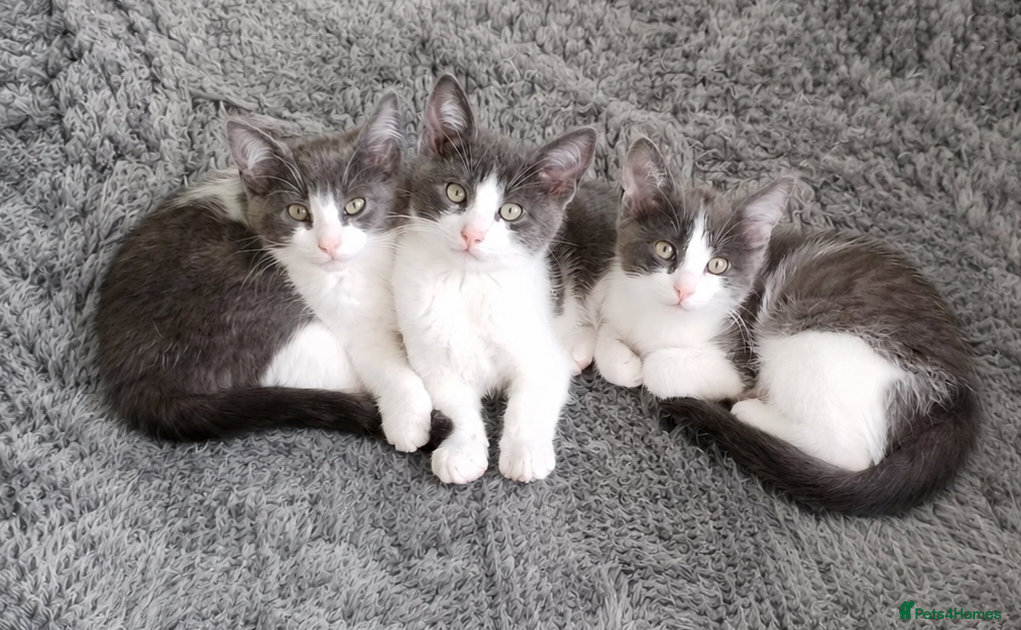 Mixed Breed cats Loveable cat - Advert 16