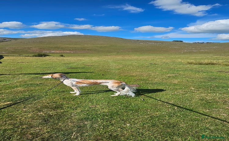 Saluki dogs Kc registered saluki pups  - Advert 3