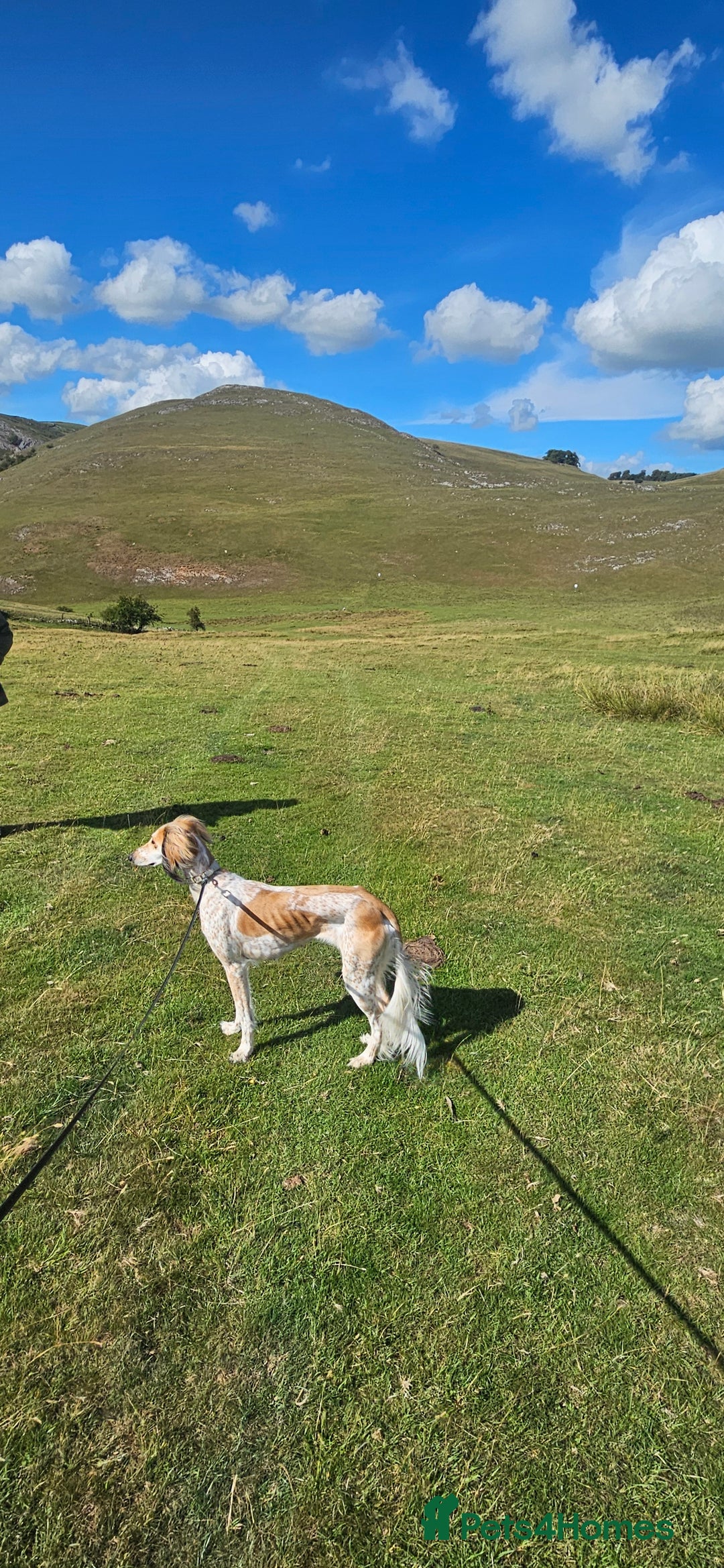 Saluki dogs for sale: Reduced registered saluki pup - Advert 4