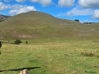 Saluki dogs Kc registered saluki pups - Advert 3