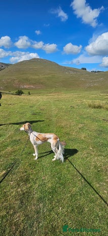 Saluki dogs Kc registered saluki pups - Advert 3