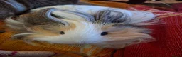 Guinea Pig rodents for sale: Gorgeous Girls looking for shared home in Stroud - Advert 3