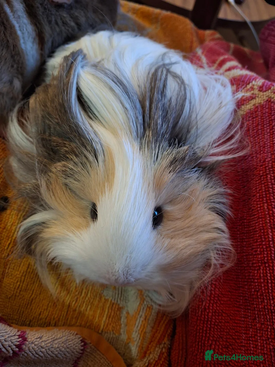 Guinea Pig rodents for sale: Gorgeous Girls looking for shared home in Stroud - Advert 3