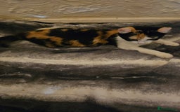 Mixed Breed cats for sale: Half spyhnx half calico  - Image 3