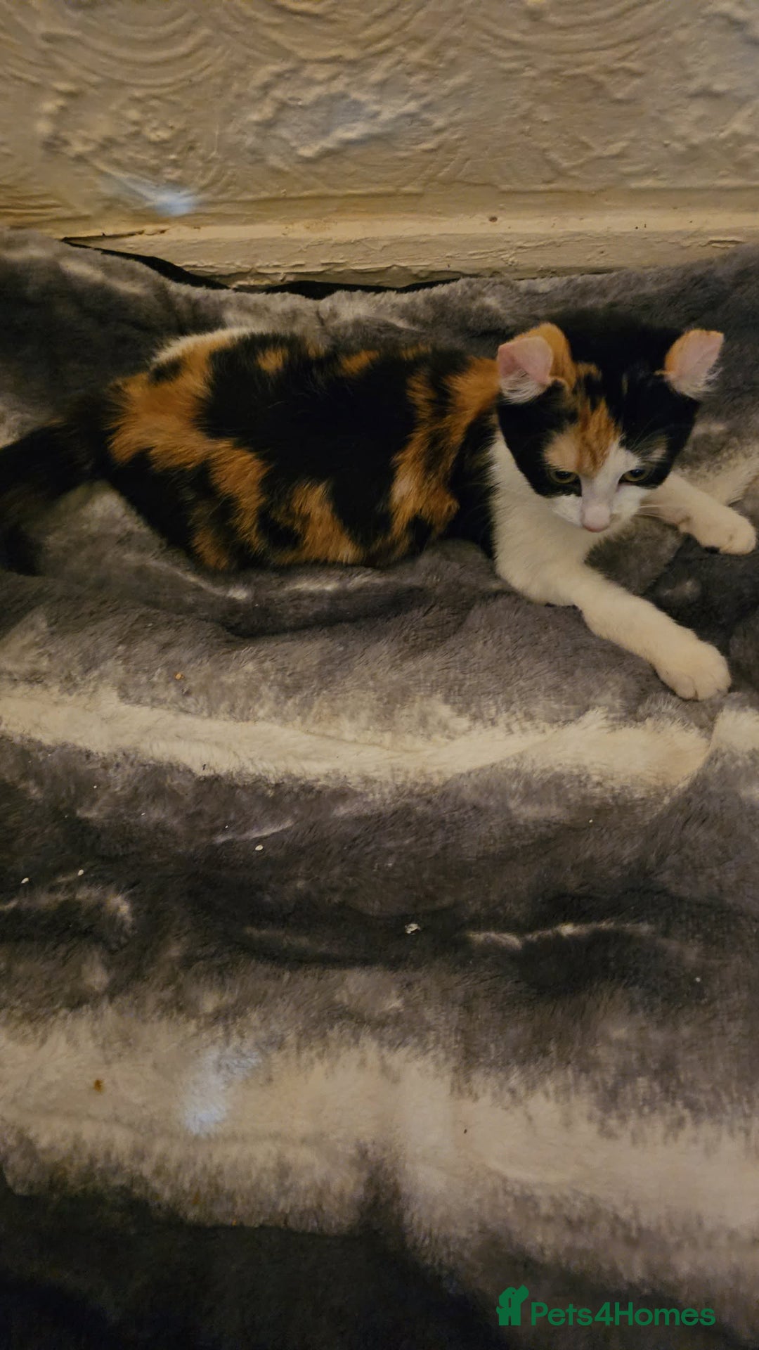 Mixed Breed cats for sale: Half spyhnx half calico  - Image 3