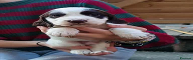 Moo