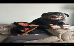 Rottweiler dogs for sale: Pedigree German chunky Rottweiler puppies  - Image 5