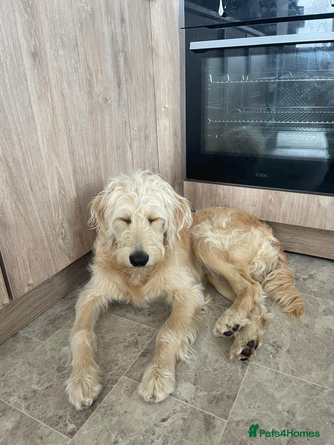 Goldendoodle dogs for sale: Exceptional 11 Month Male Goldendoodle - Advert 4