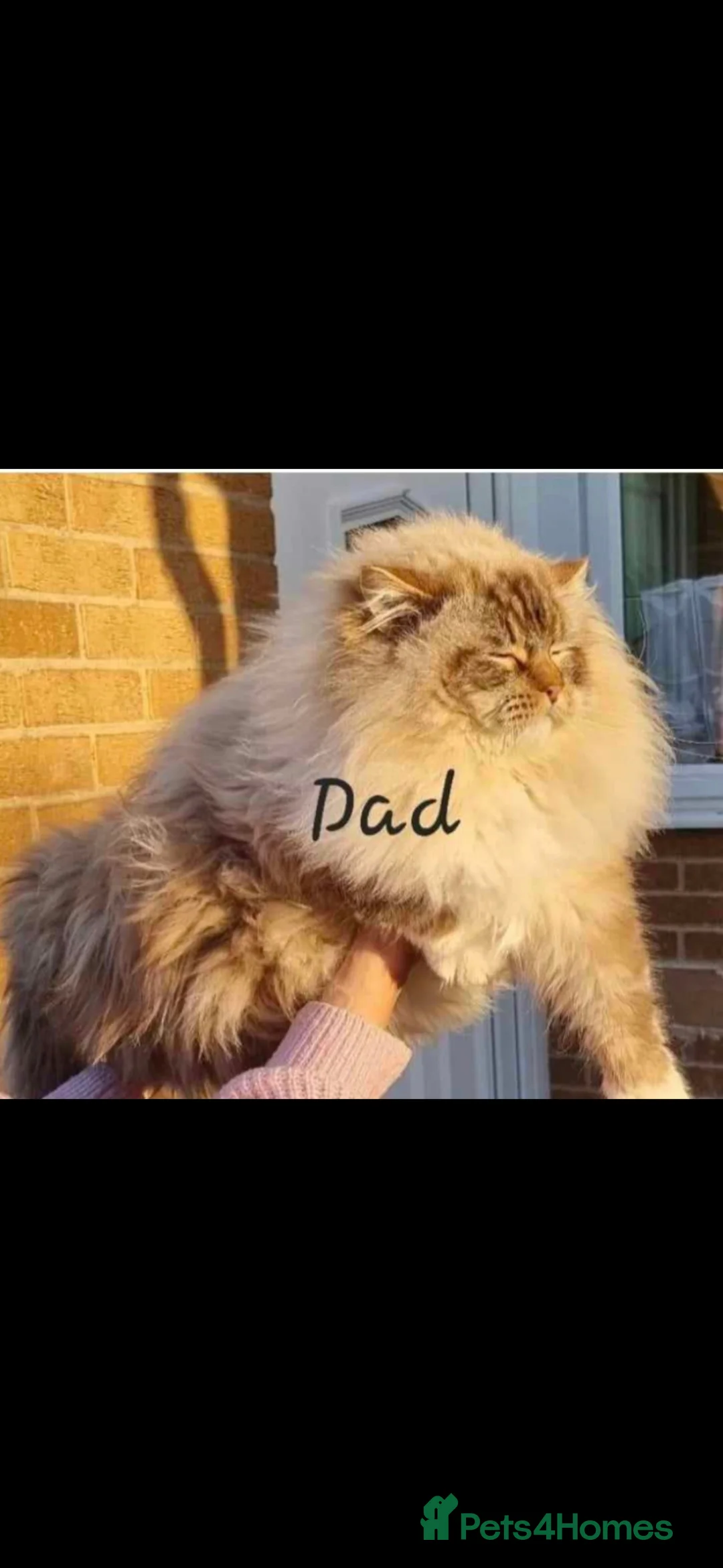 Ragdoll cats for sale: For breeding  - Advert 2