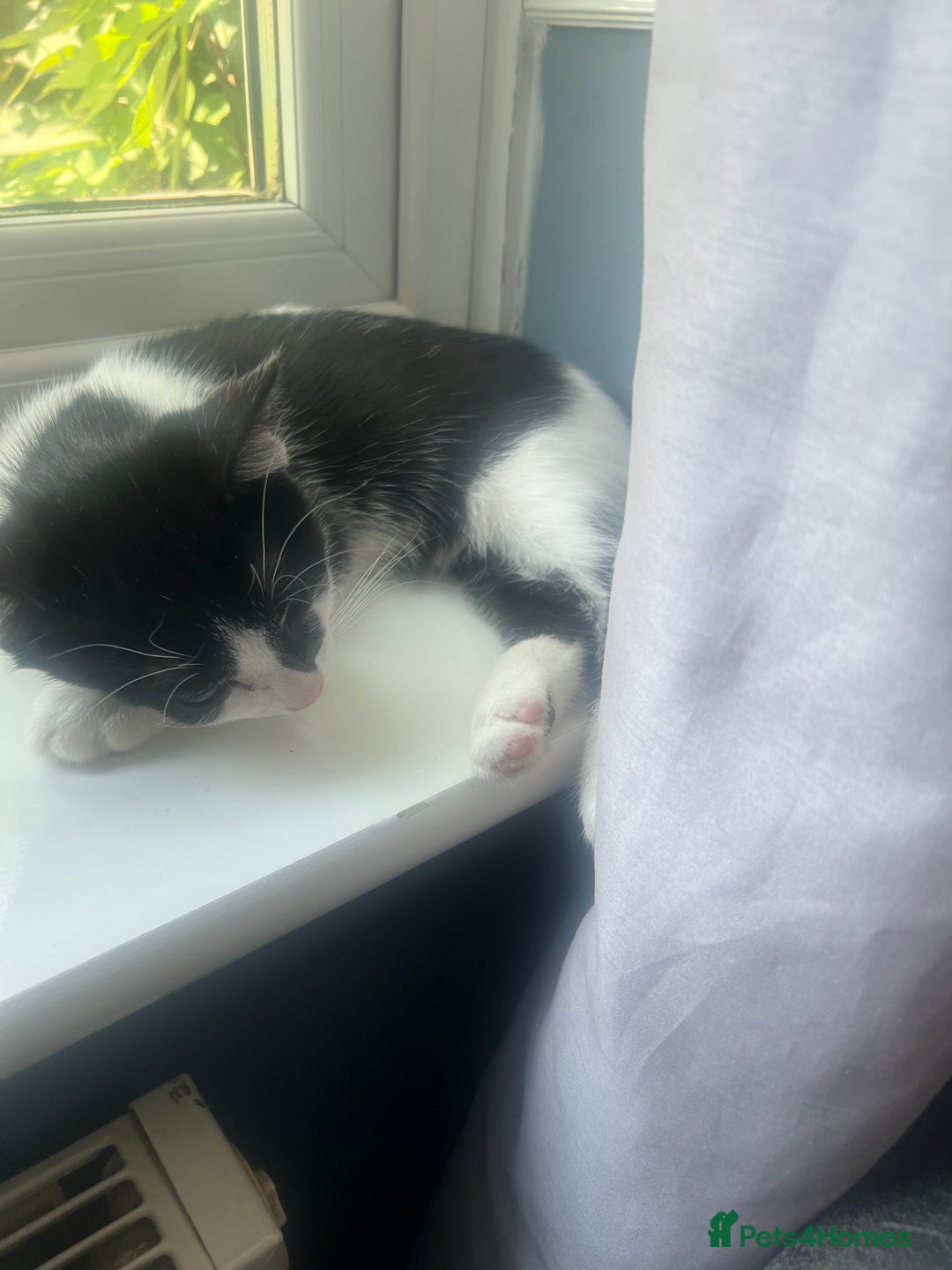 Domestic Shorthair cats for sale: Short haired domestic kittens 1 boy 1 girl in Huntingdon - Image 4