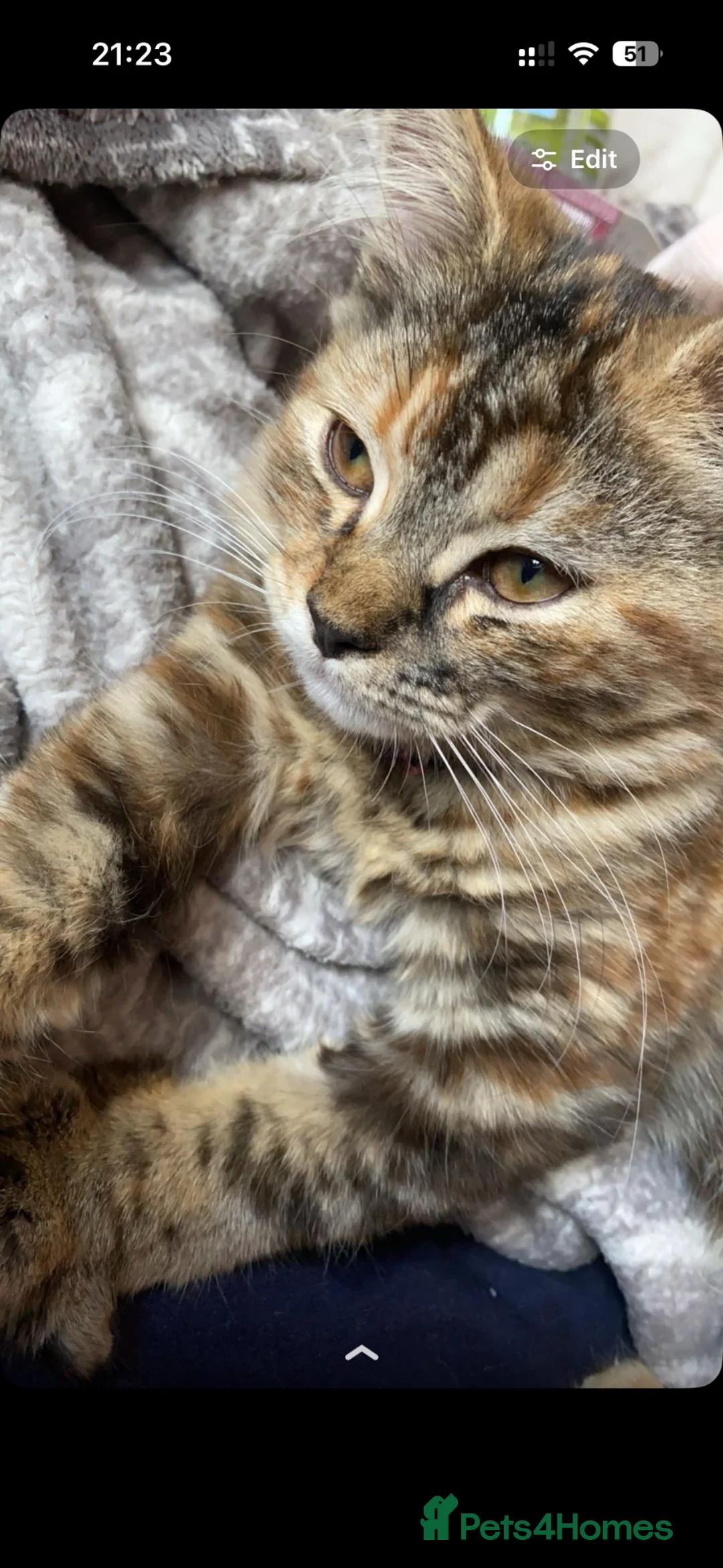 Domestic Shorthair cats for sale: female domestic cat in Peterborough - Advert 2