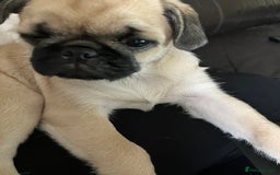Pug dogs for sale: 4 month old pug girl - Advert 7
