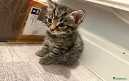 Mixed Breed cats for sale: Mixed Breed Grey and Tabby Kittens - Image 18