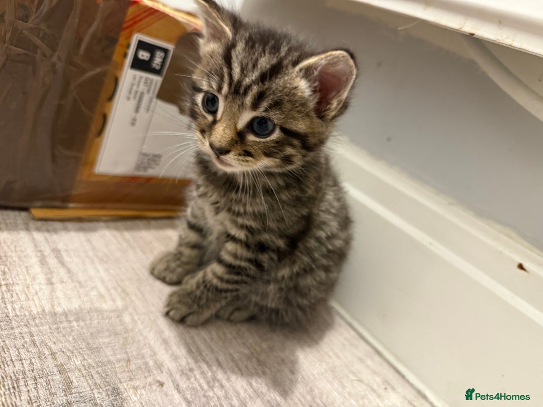 Mixed Breed cats for sale: Mixed Breed Grey and Tabby Kittens - Image 18
