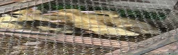Ducks poultry for sale: Runner ducklings  - Advert 1