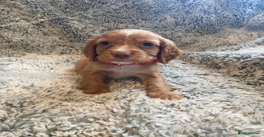 Cocker Spaniel dogs - Advert 4
