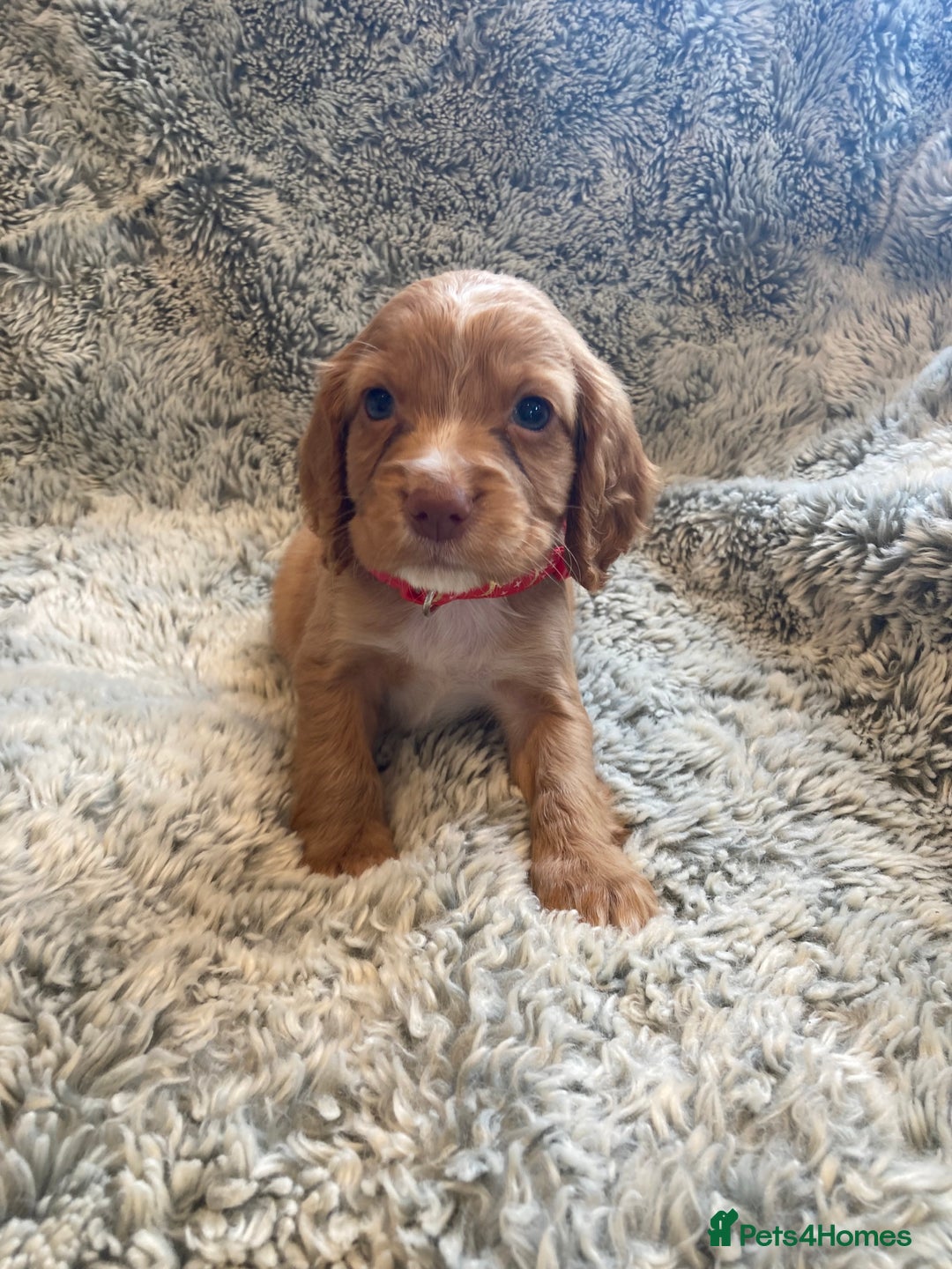 Cocker Spaniel dogs for sale: Beautiful cocker spaniel puppies  - Image 3