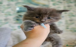 Maine Coon cats for sale: GCCF Registered Pedigree Maine Coon Kittens - Image 17