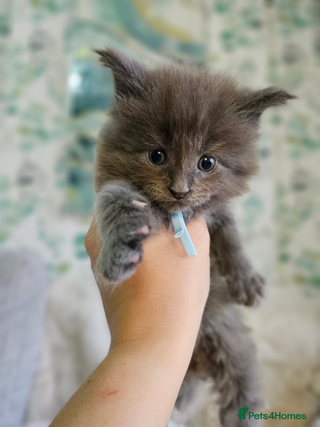 Maine Coon cats for sale: GCCF Registered Pedigree Maine Coon Kittens - Image 17
