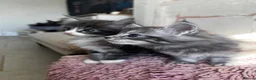 Maine Coon cats for sale: Chunky main coons 🩷🩷🩷💙 - Advert 17