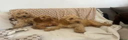 Cockapoo dogs for sale: Reduced ❗️❗️❗️Tiny toy cockapoo - Advert 10