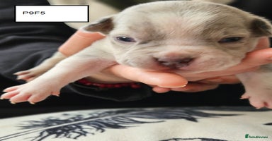 American Bully dogs - Advert 6