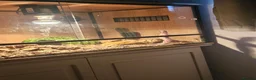 Leopard Gecko reptiles for sale: Leopard gecko - Advert 2