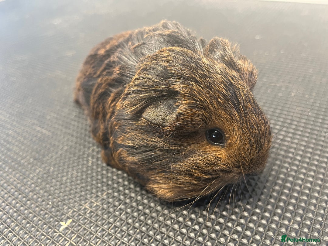 Guinea Pig rodents for sale: Pure bred guinea pigs looking for new homes - Advert 10