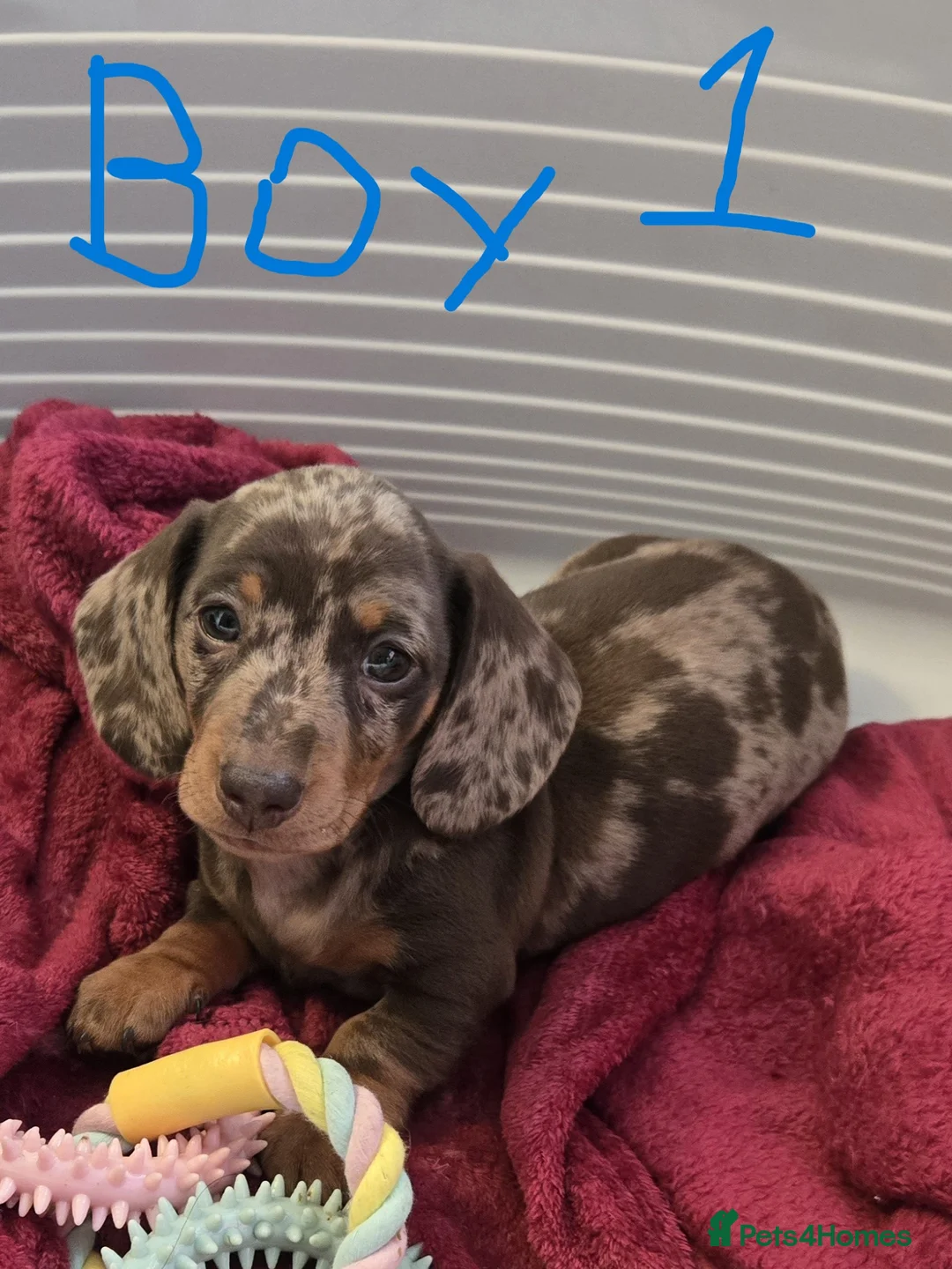 Miniature Dachshund dogs for sale: KC registered Mini Dachshund - Advert 2