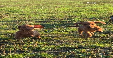 Miniature Dachshund dogs - Advert 8