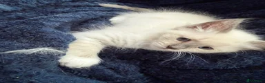 Siberian Neva Masquerade Kitten 2