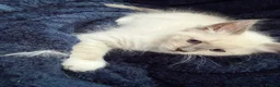 Neva Masquerade cats for sale: Adorable Siberian Neva masquerade kittens for sale in Southport - Advert 4