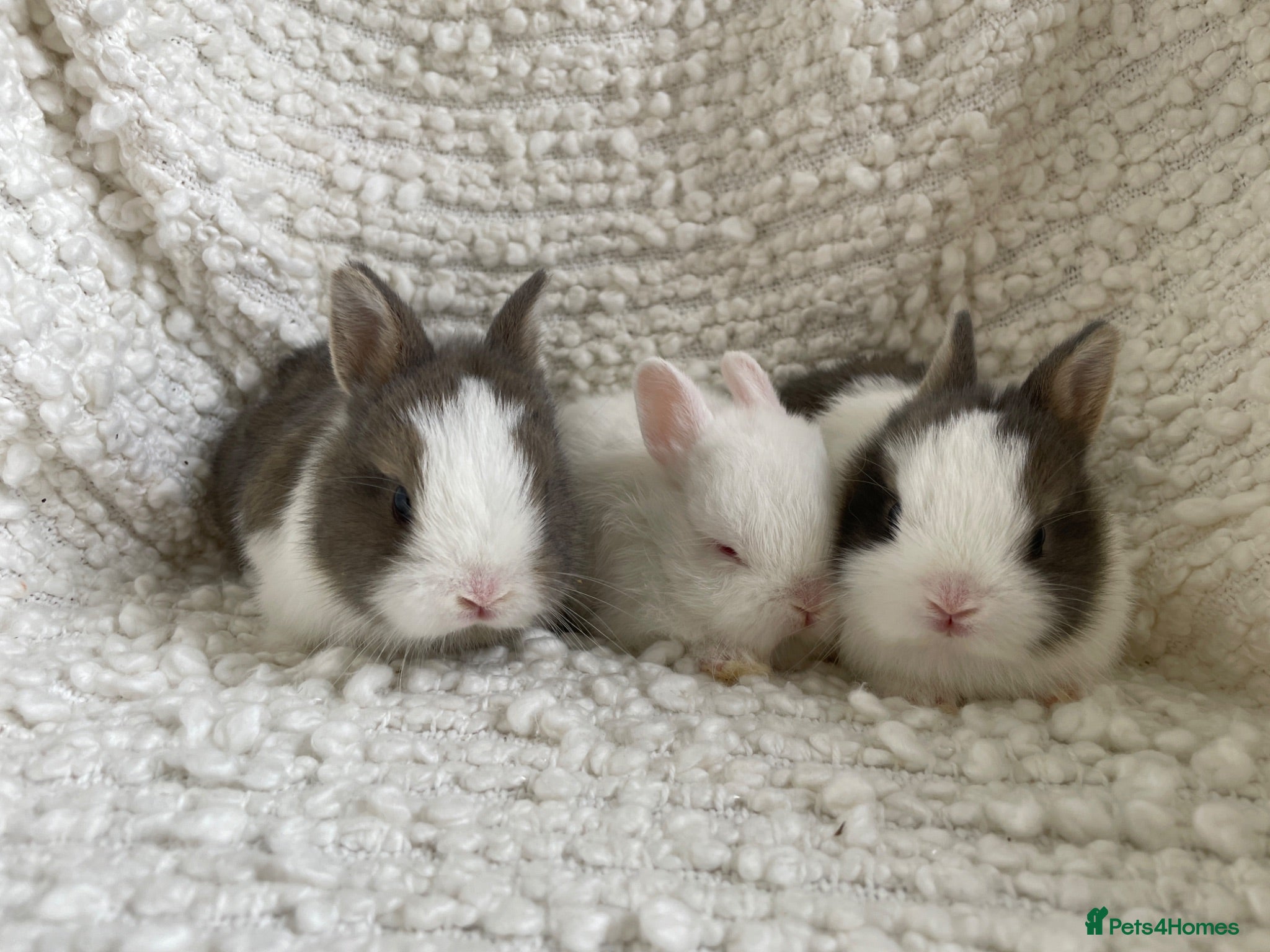 Netherland Dwarf rabbits Cute, sweet Netherland dwarf bunnies (pure breed) - Advert 2