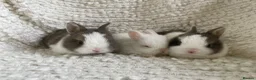 Netherland Dwarf rabbits for sale: Cute, sweet Netherland dwarf bunnies (pure breed) - Advert 2