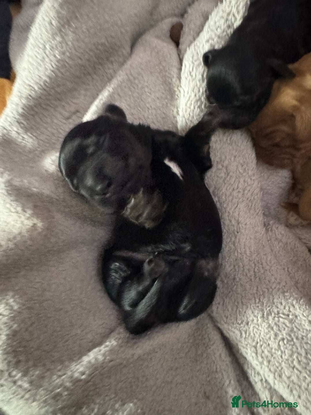 Mixed Breed dogs for sale: Show Cocker X Miniature dachshund Puppies - Image 6