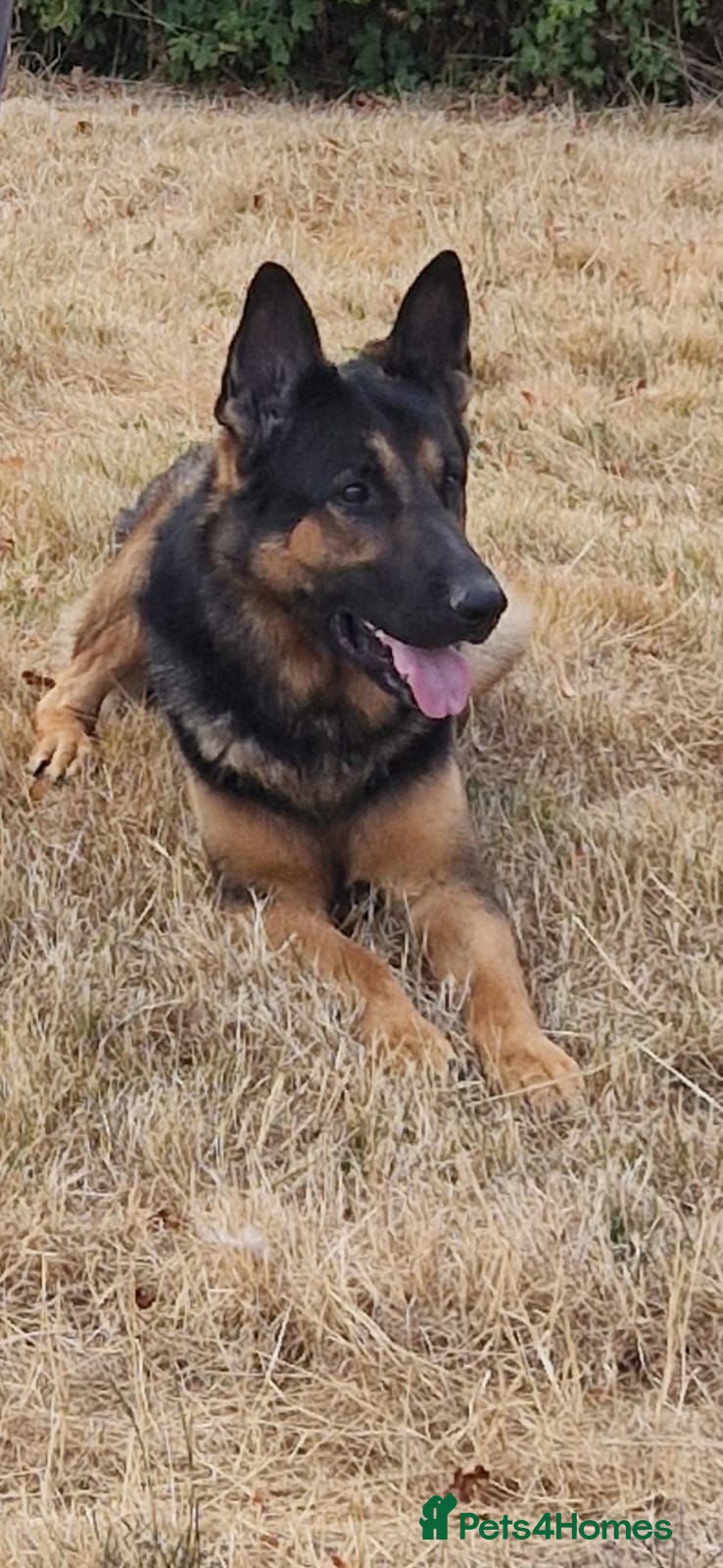 German Shepherd dogs German Shepherd  - Advert 2