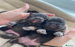 French Bulldog dogs for sale: Beautiful litter off French bulldog puppies  - Image 9