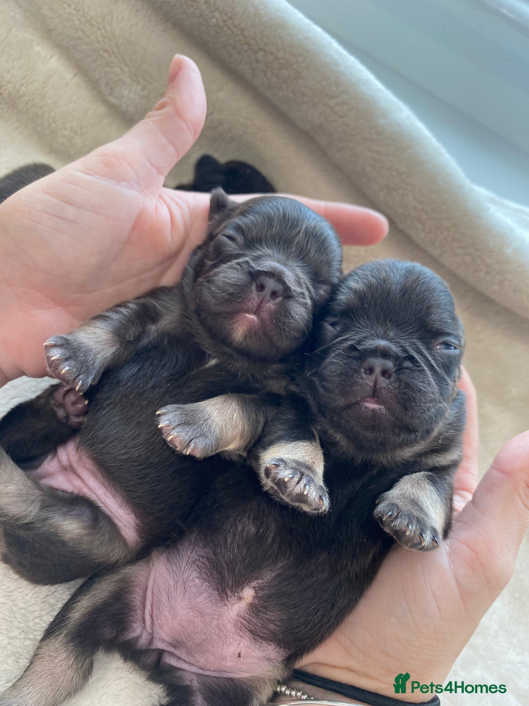 French Bulldog dogs for sale: Beautiful litter off French bulldog puppies  - Image 9