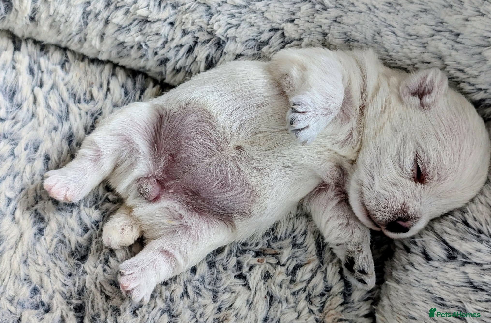 West Highland Terrier dogs Amazing westie girl looking for a new family.  - Advert 15