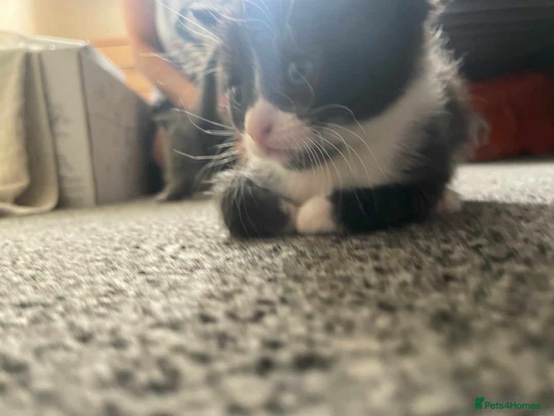 Mixed Breed cats for sale: Mixed grey kittens  - Image 8