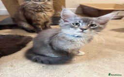 Maine Coon cats for sale: Beautiful GCCF kittens various colours - Image 17