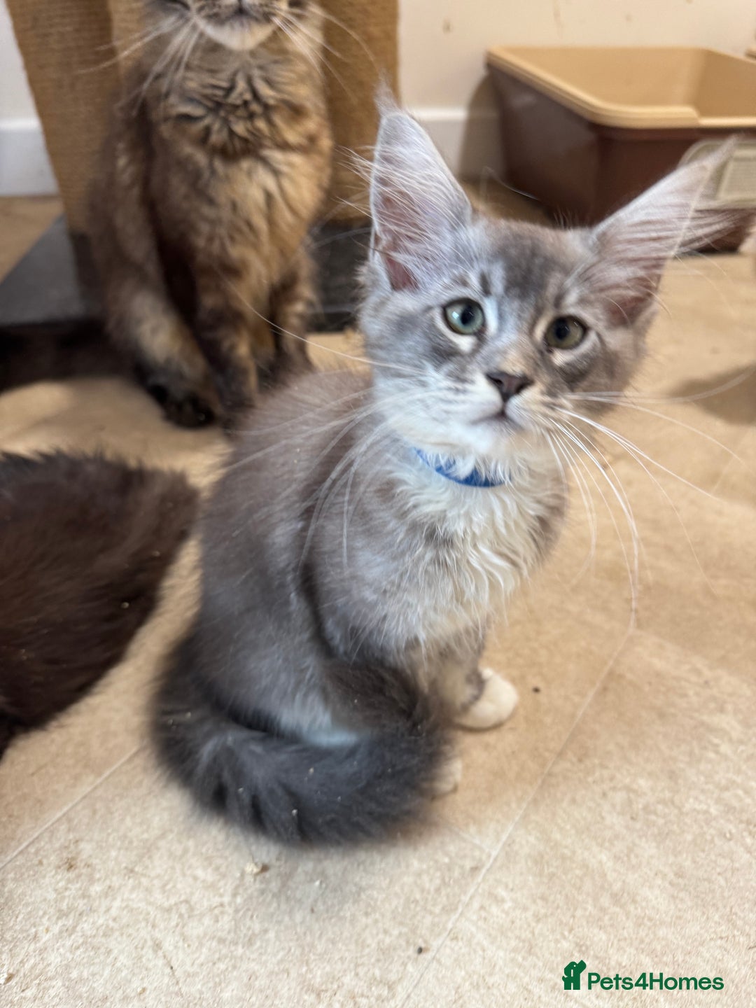 Maine Coon cats for sale: Beautiful GCCF kittens various colours - Image 17