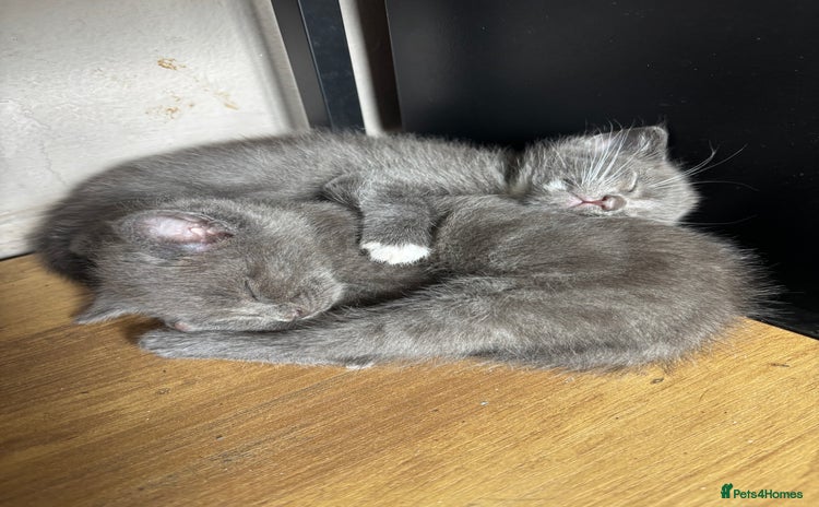Mixed Breed cats - Advert 12