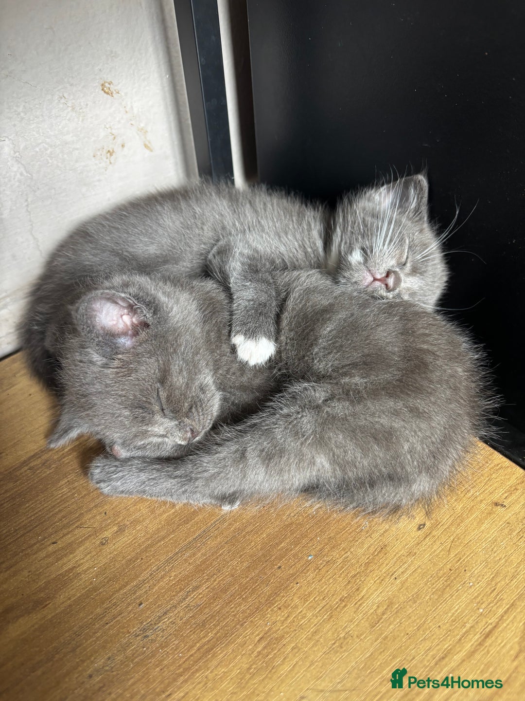 Mixed Breed cats for sale: Adorable kitten - Image 1